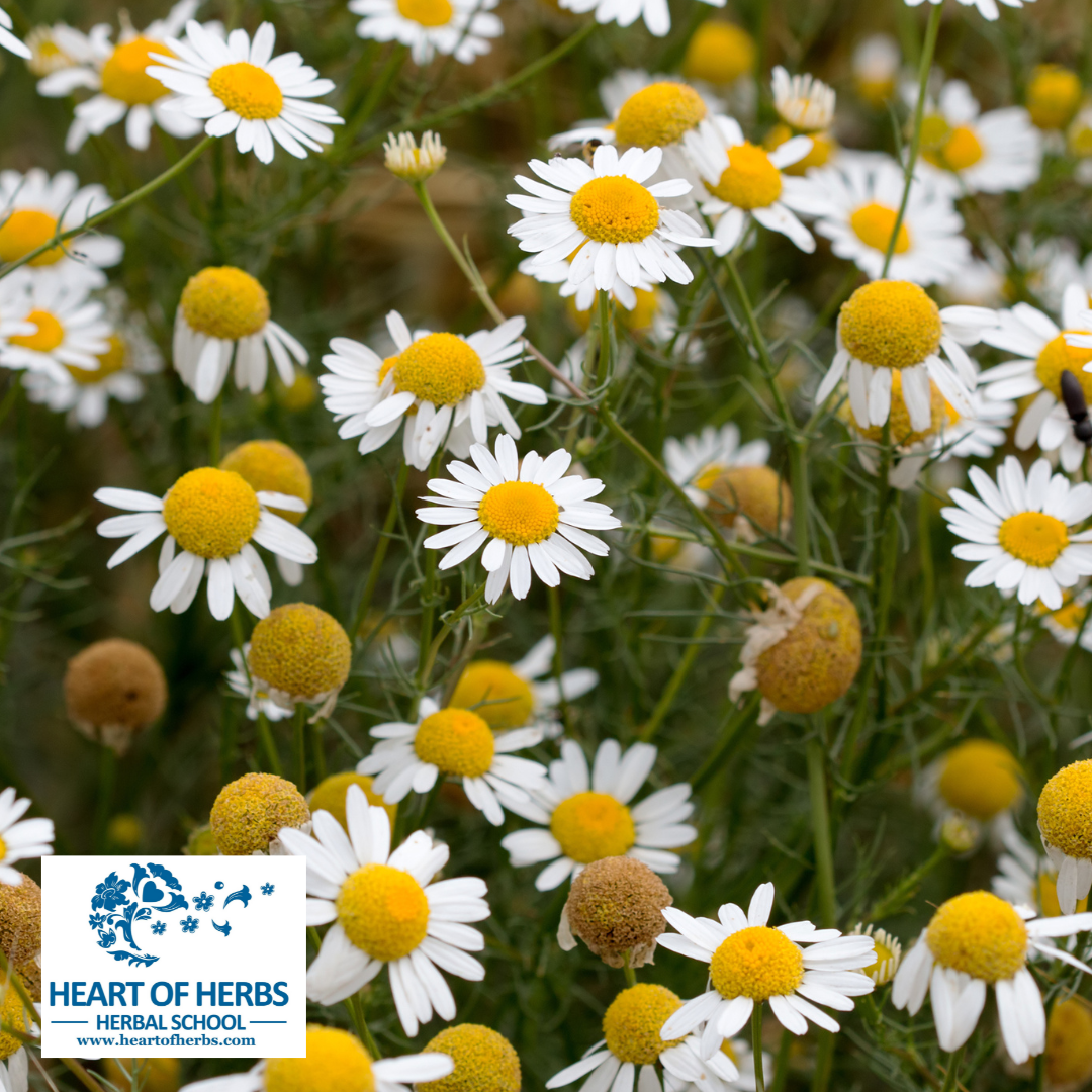 10 Common Herbal Terms Every Student Should Know