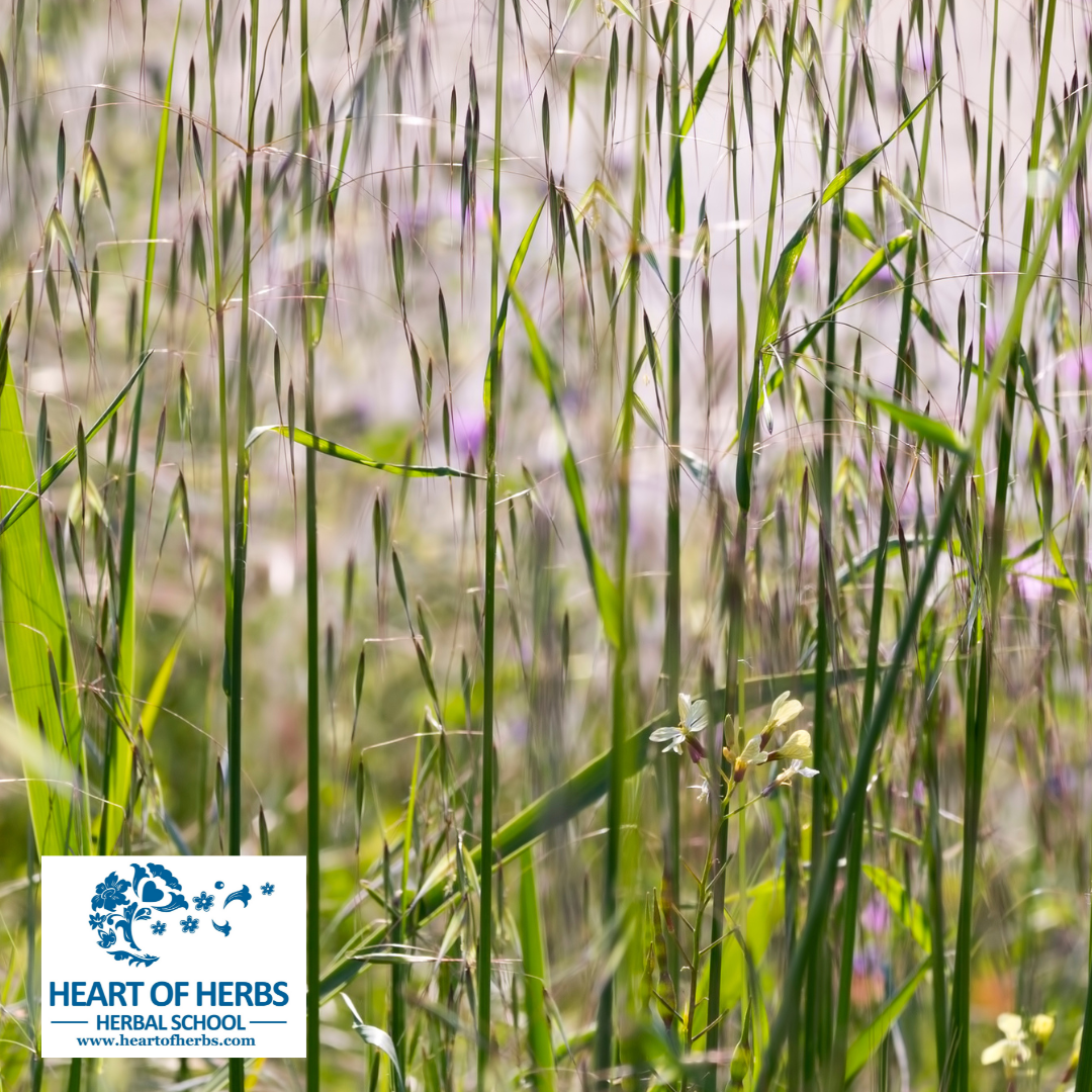 10 Common Herbal Terms Every Student Should Know