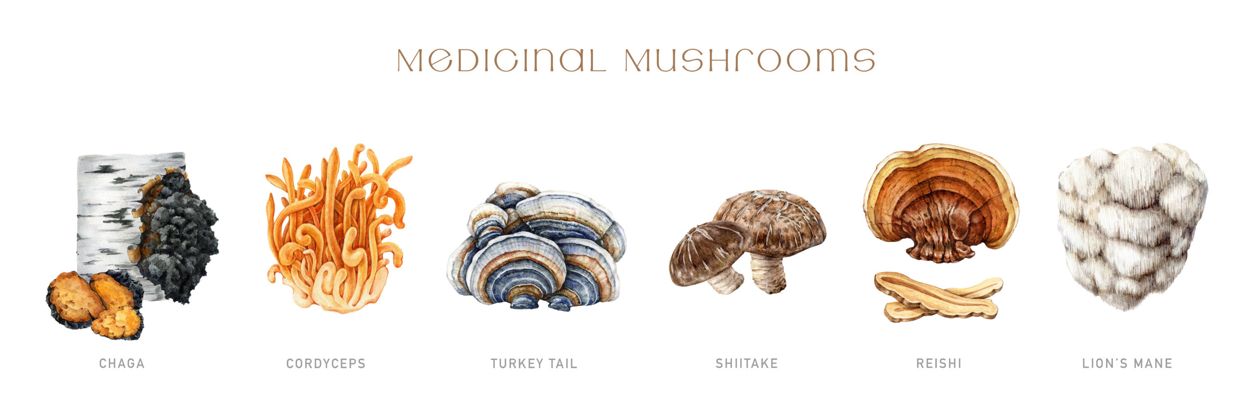 Herbal Wellness Boom Mushrooms