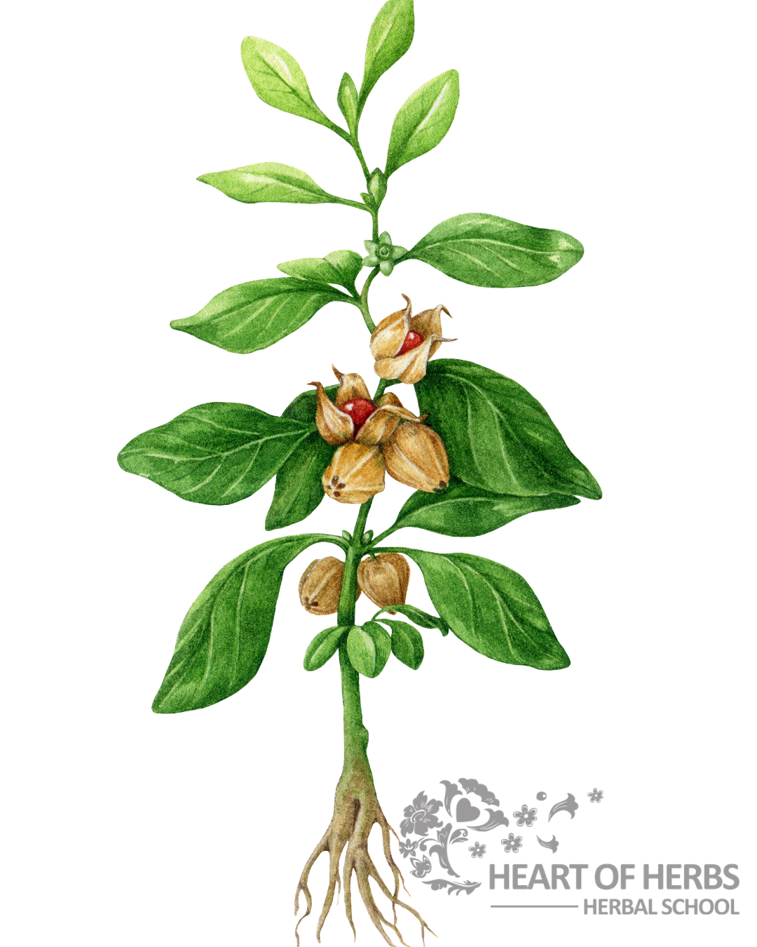 Ashwagandha: The Ancient Root That Has Everything to Do With Your Modern Life