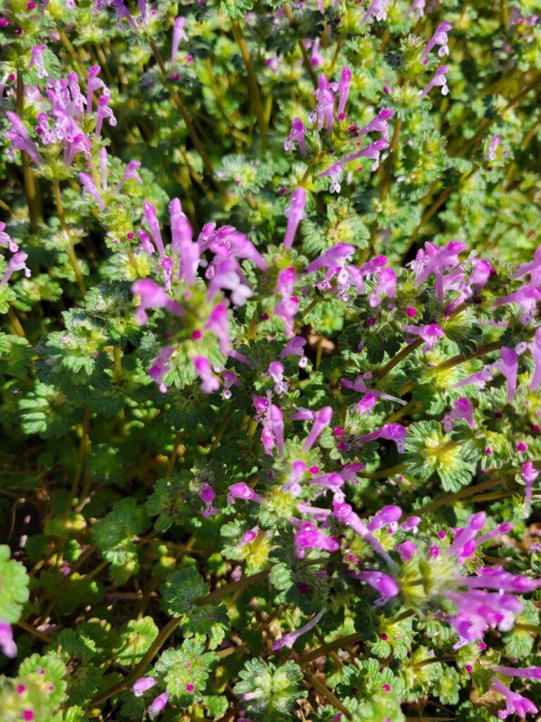 Henbit herb
