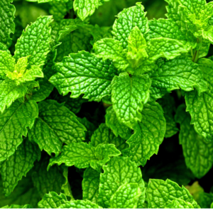 Peppermint: The Herb You Already Know and Are About to Love Even More