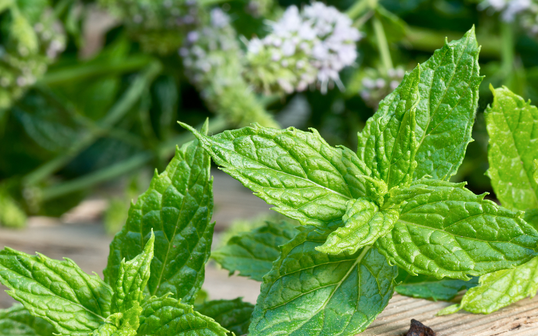 The Art of Restraint: Why Not Harvesting Is the Highest Form of Herbal Practice