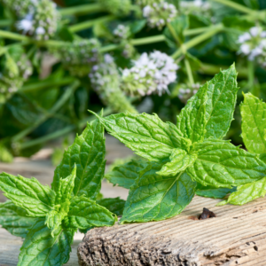 Peppermint: The Herb You Already Know and Are About to Love Even More