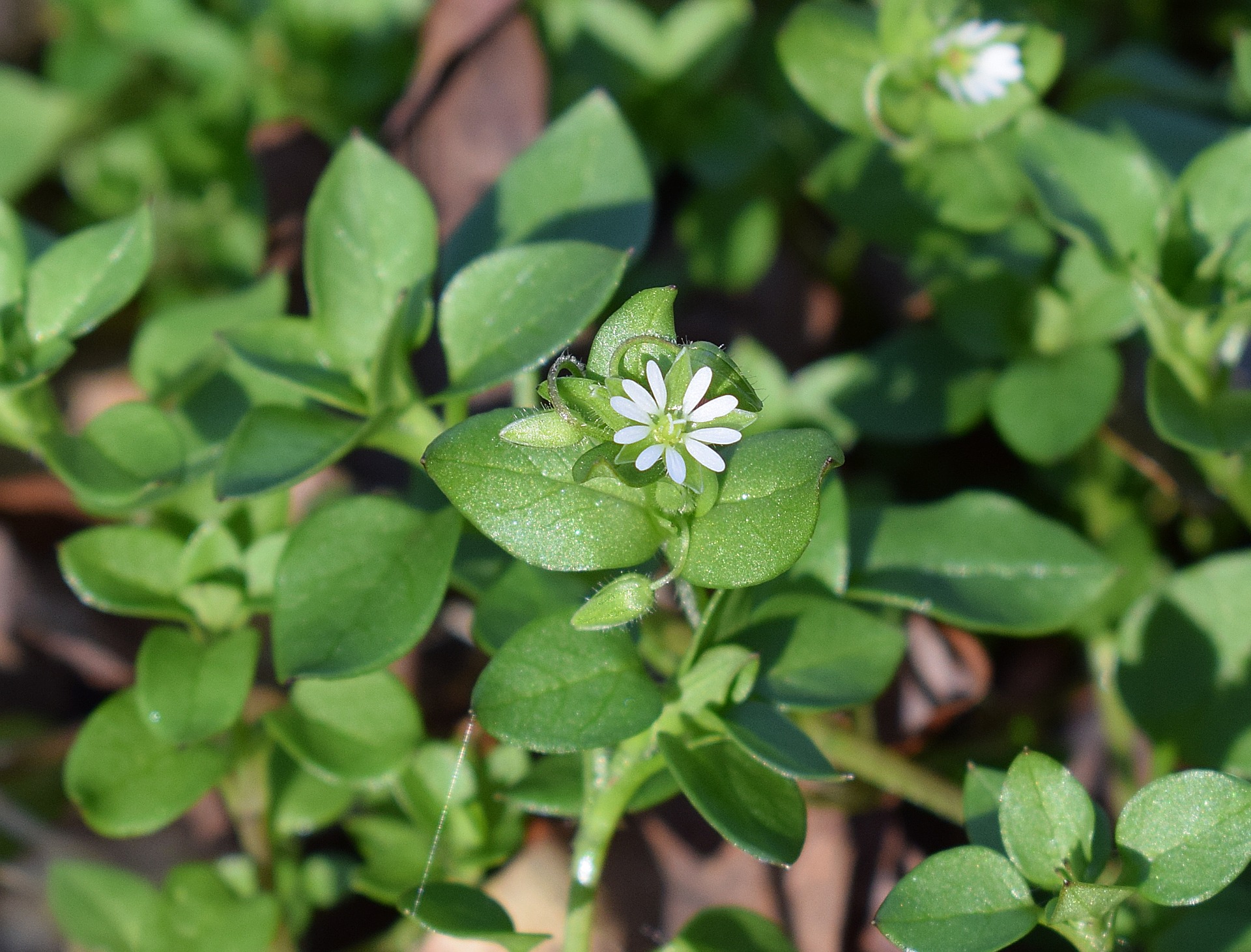 Herbal Relief for Mosquito Bites