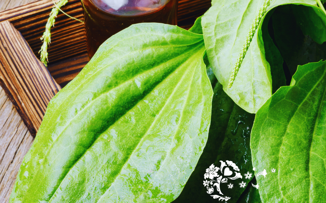 Herbal Relief for Mosquito Bites