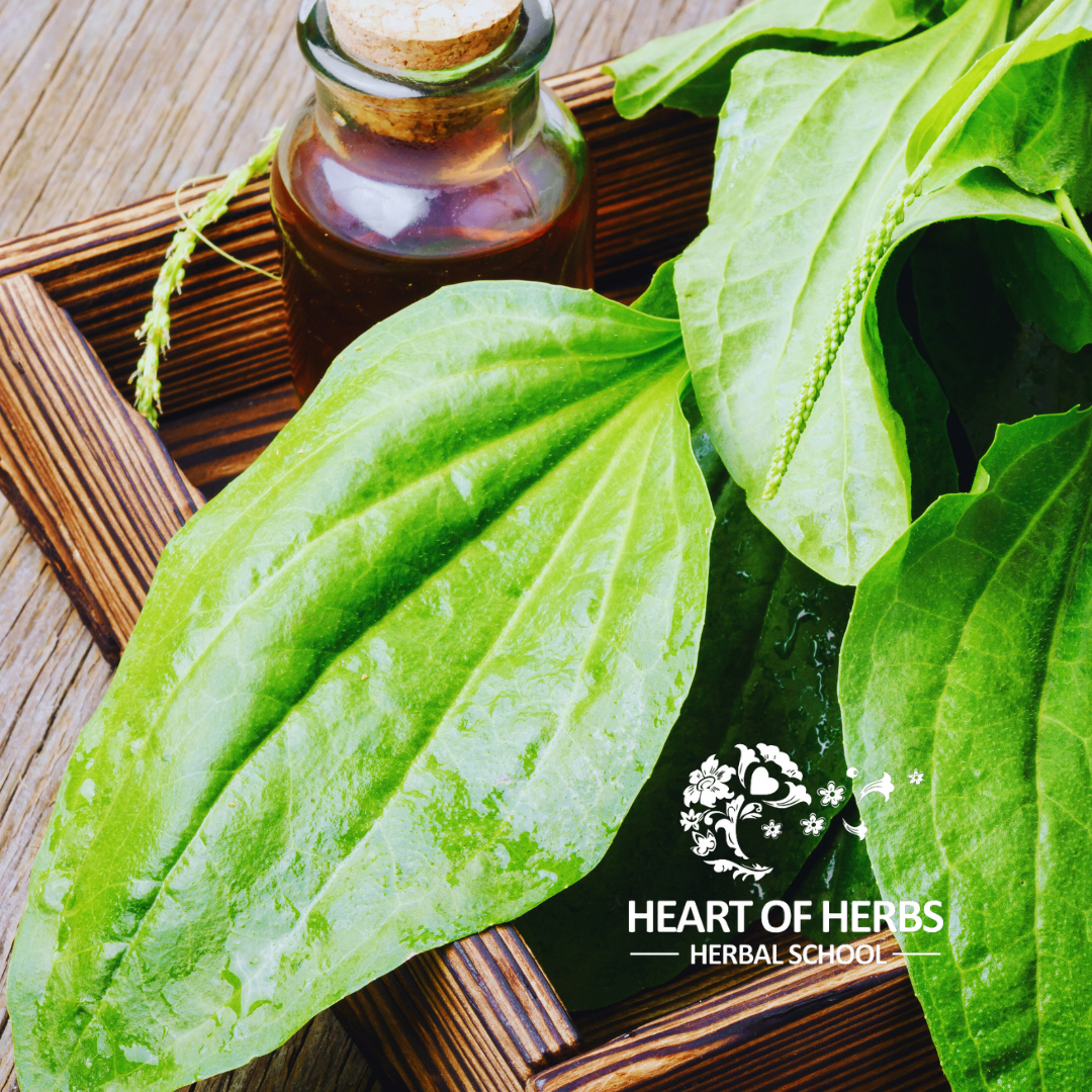 Herbal Relief for Mosquito Bites