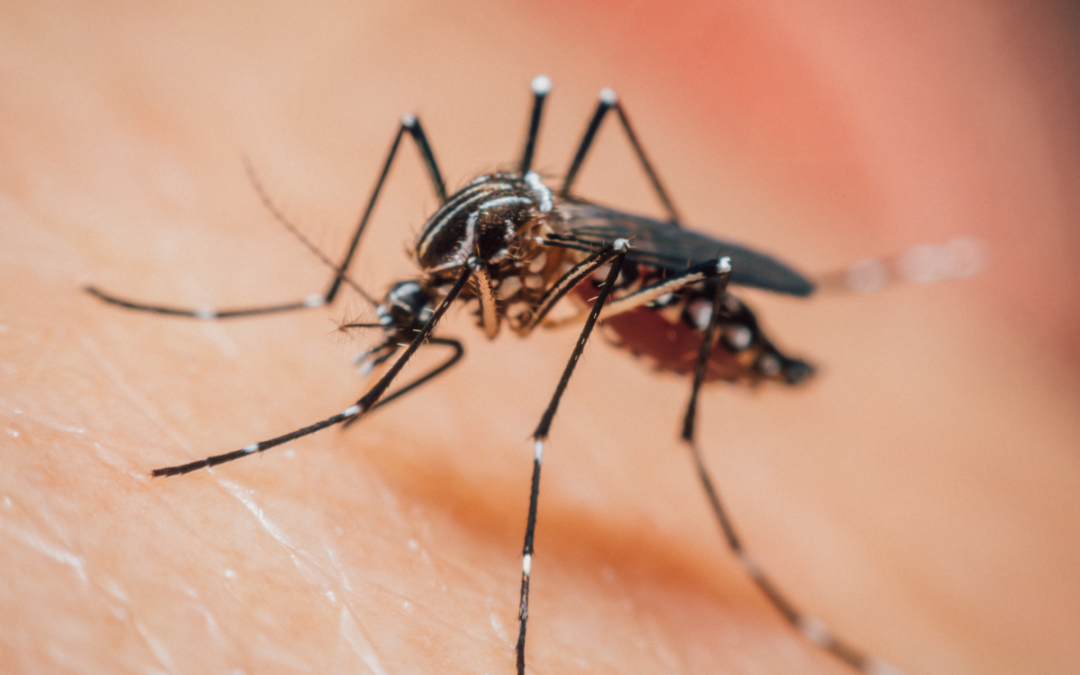 Gulf Coast Bug Repellant Recipe