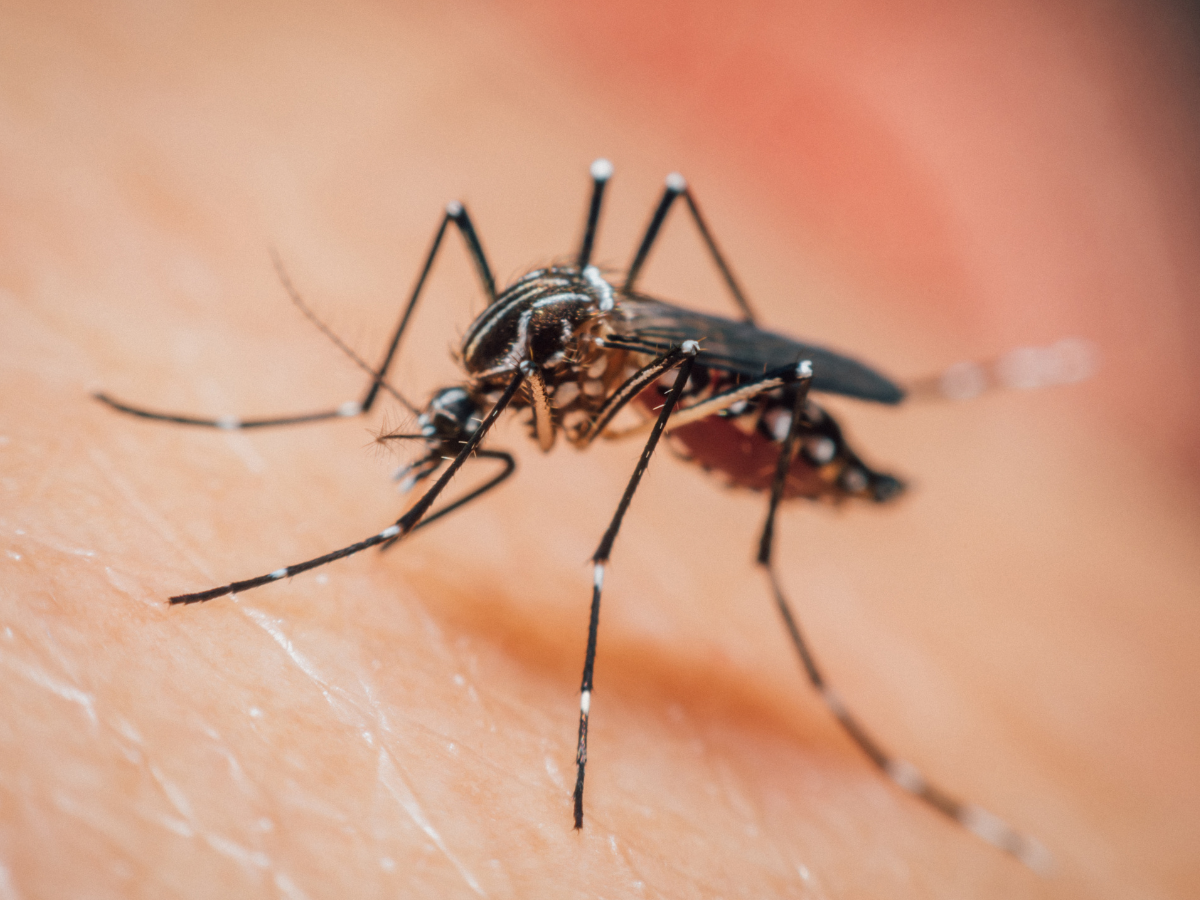 Gulf Coast Bug Repellant Recipe